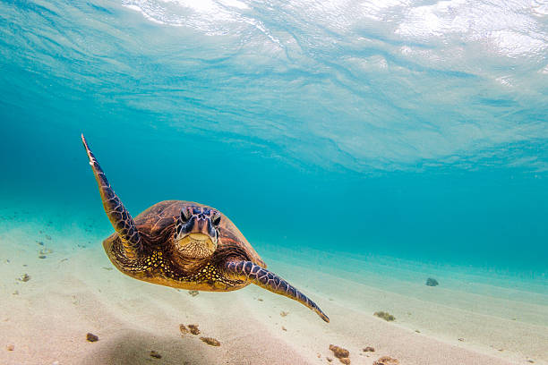 hawaiian grüne meeresschildkröte - oahu water sand beach stock-fotos und bilder