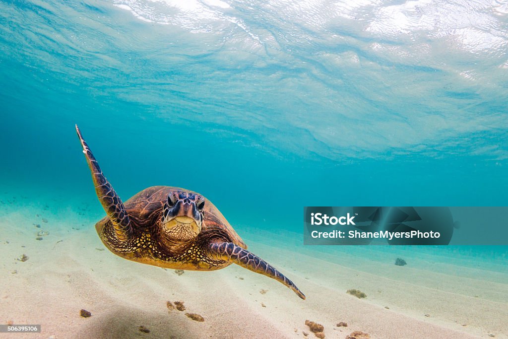 Vert hawaïen tortue de mer - Photo de Tortue aquatique libre de droits