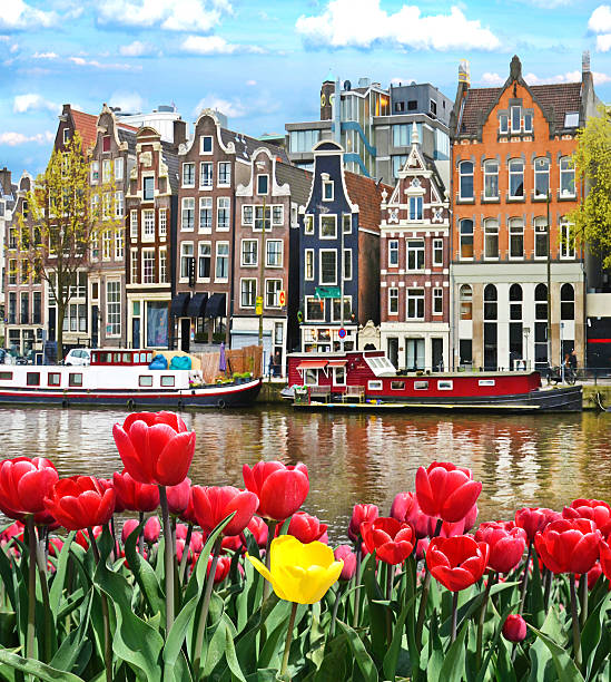 hermoso paisaje con tulipanes y casas en amsterdam, holanda - netherlands fotografías e imágenes de stock