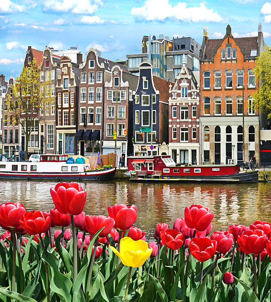 beautiful landscape with tulips and houses in amsterdam, holland - amsterdam stockfoto's en -beelden