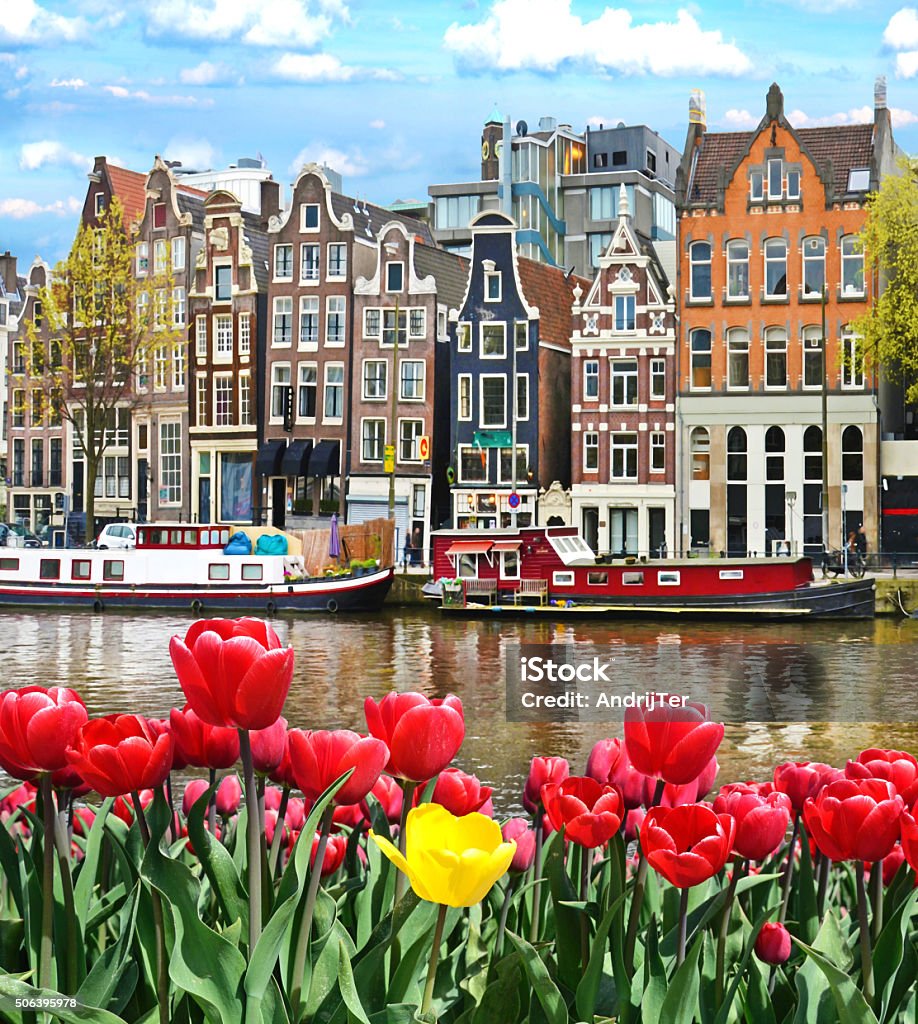 Beautiful landscape with tulips and houses in Amsterdam, Holland Beautiful landscape with tulips and houses in Amsterdam, Holland (greeting card - concept) Amsterdam Stock Photo