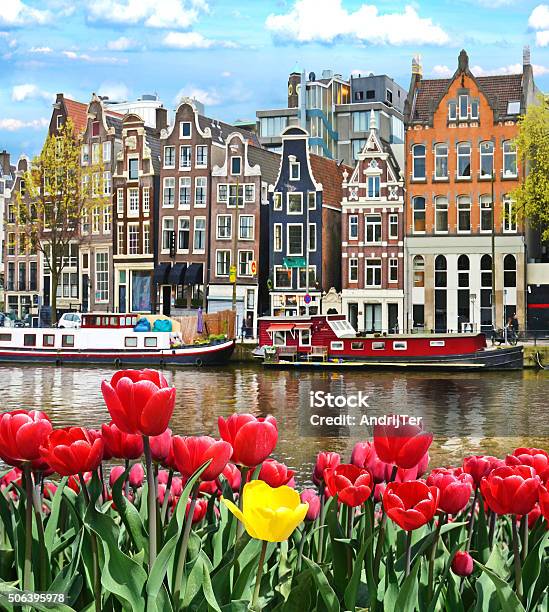 Beautiful Landscape With Tulips And Houses In Amsterdam Holland 照片檔及更多 阿姆斯特丹 照片
