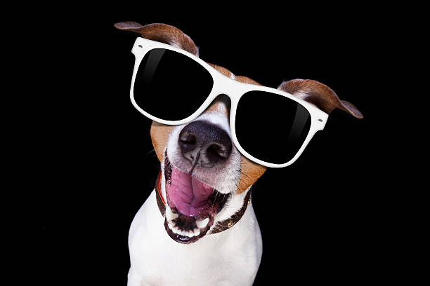 cool sunglasses dog jack russell terrier dog isolated on black background looking at you  with sunglasses , looking very smart and cool fish eye effect stock pictures, royalty-free photos & images