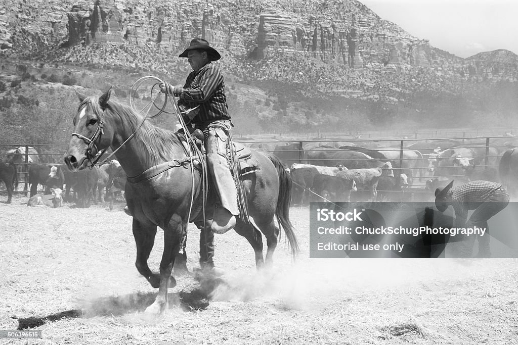 Horseback Cowboy Lassoing Cattle Sedona, Arizona, USA - May 11, 2013: A cowboy ropes cattle in a dusty ranch corral in preparation for branding, vaccinating and neutering.  It's hard, dirty work, as the herd constantly moves to avoid the horseman and kicks up dust. Adult Stock Photo