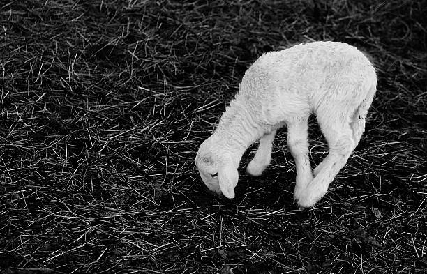 young white newborn lamb walking with difficulty young white newborn lamb walking with difficulty on the hay meek as a lamb stock pictures, royalty-free photos & images