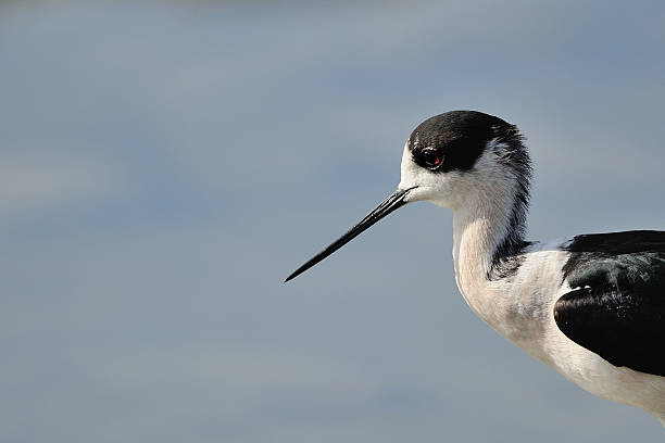 istock Knight of Italy (Himantopus himantopus) 506396994