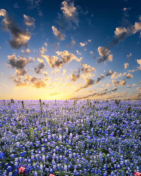 istock Bluebonnets in the Texas Hill Country 506397769