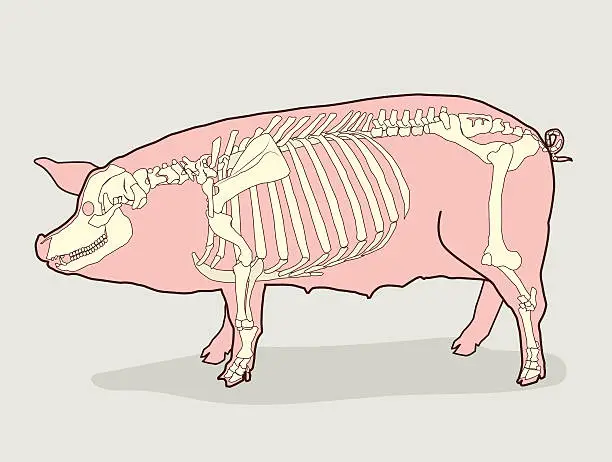 Vector illustration of Pig Skeleton For Sale. Pig Skeleton Anatomy. Vector Illustration.