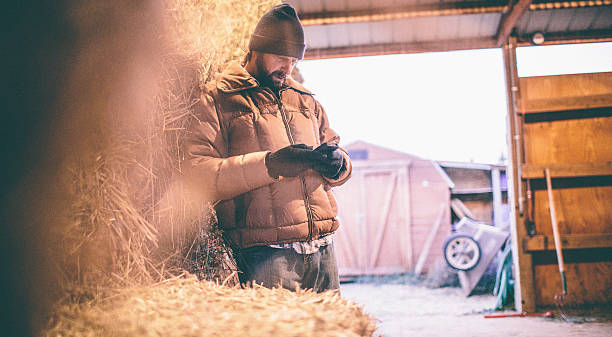 Man leaning against hay in barn looks down at phone stock photo