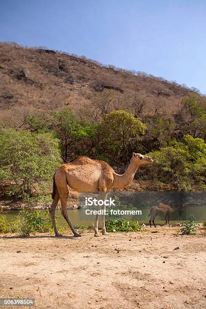 Camels Stock Photo - Download Image Now - Animal, Arabia, Camel