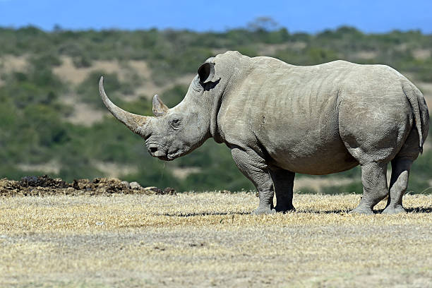 istock White Rhino in Kenya 506399232