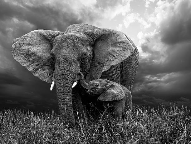 African Elephant and baby African Elephant and baby: grazing from happy mother mouth elephant photos stock pictures, royalty-free photos & images
