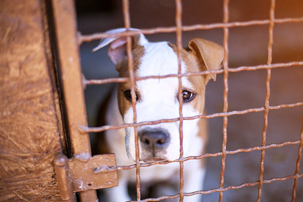 istock Homeless dog behind bars 506399658