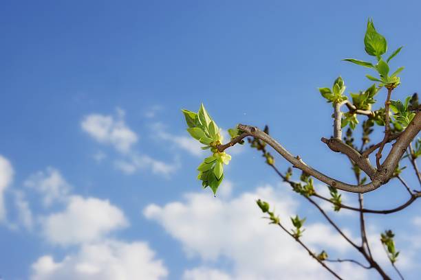 arbre branche de lilas et bourgeons de printemps blom, xxxl fond - blom photos et images de collection