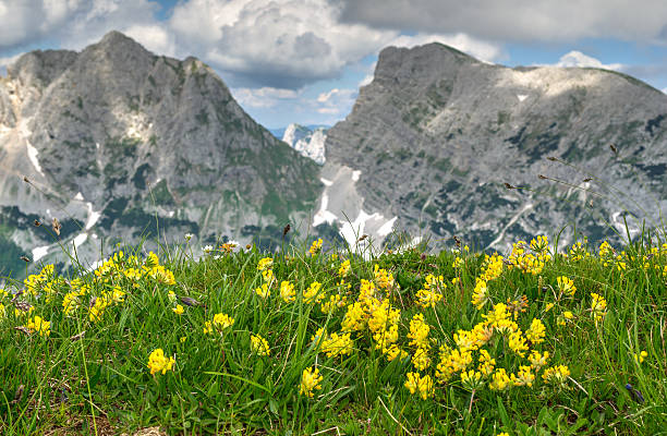 istock Flowers in mountain pasture 506400035