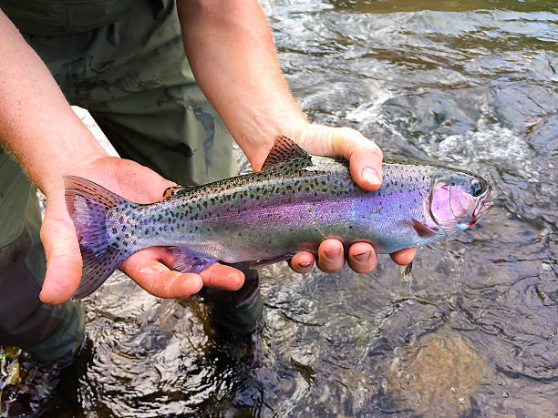 złap i zwolnić native redside pstrąg tęczowy - fishing fishing industry fly fishing river zdjęcia i obrazy z banku zdjęć