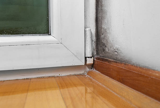 Moisture and mold -Problems in a house Condensation cause mold and moisture in the house spore photos stock pictures, royalty-free photos & images