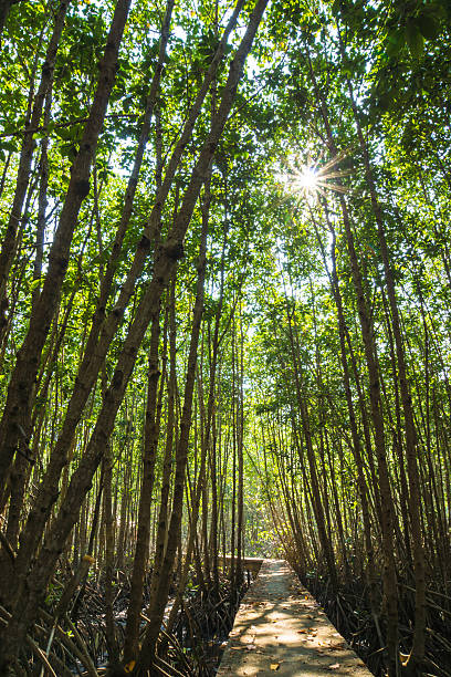 istock Mangroves tree in the botanical garden 506400867