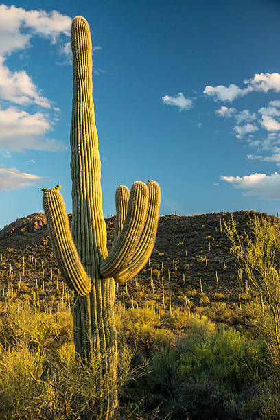 istock Golden Light on Saguaro Cactus 506401168