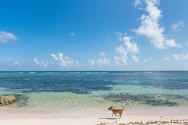 istock Dog running on the beach. 506401336