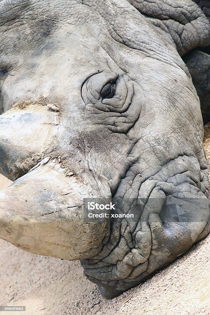 Rinoceronte - Foto de stock de Aire libre libre de derechos