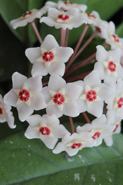 istock Hoya macro close-up blossoming 506401728