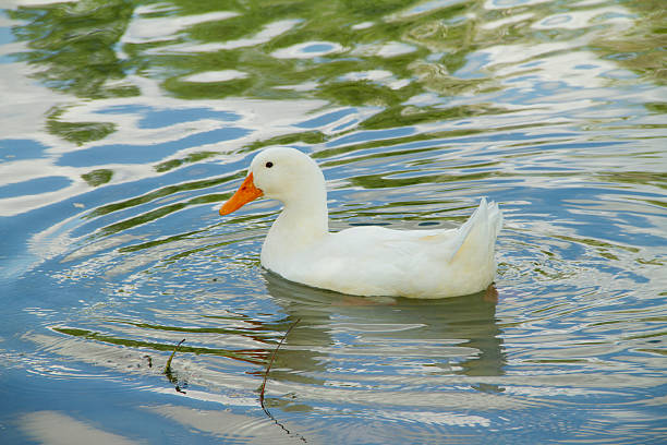 istock duck swimming in water 506401829