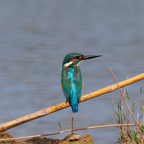istock Bird Common Kingfisher on a branch 506402255