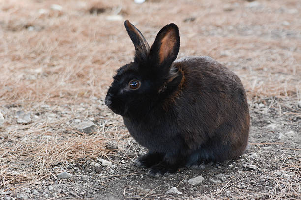 Rabbit Malta stock photo