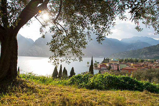 sunset evening on garda lake under olive tree