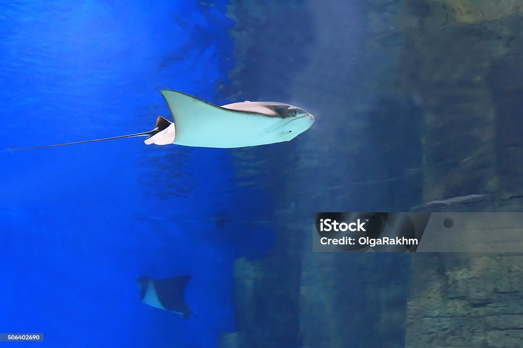 Ray fish underwater Batoidea is a superorder of cartilaginous fish commonly known as batoids or rays, but it also includes the skates and sawfishes.  Animal Stock Photo