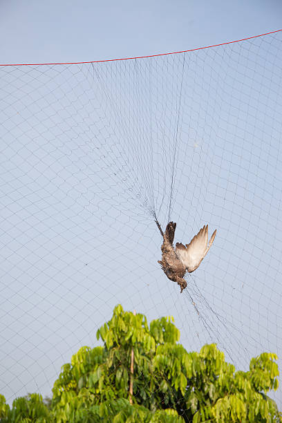 istock bird dead strangled by the trap from gardener 506403741