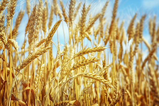 istock Wheat field right before harvesting 506403742