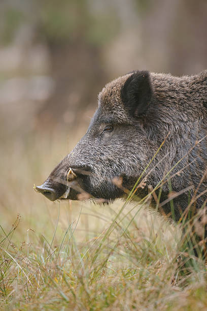 javali - wild boar - fotografias e filmes do acervo