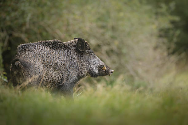 Wildschwein im hohen Gras – Foto