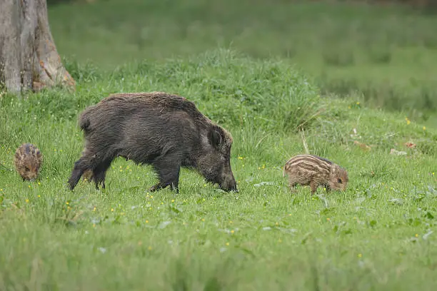 A female boar with young in green pasture