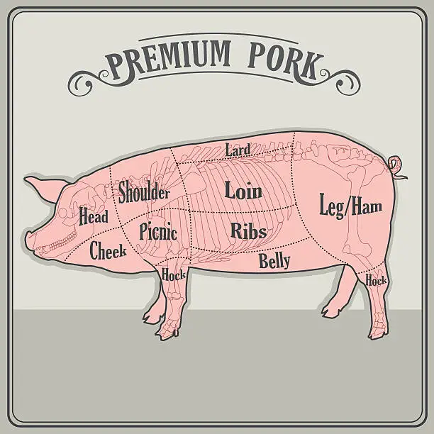 Vector illustration of Butcher Pig Cuts Meat. Butcher Pig For Sale. Pig Skeleton.