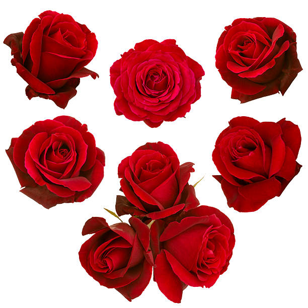 コラージュの赤いバラ - rosebuds ストックフォトと画像