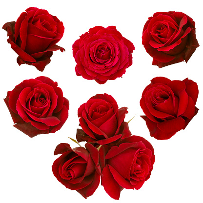 Red roses and rose petals isolated white background