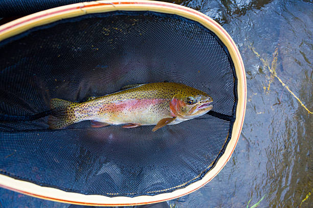 native deschutes redside pstrąg tęczowy - fishing fishing industry fly fishing river zdjęcia i obrazy z banku zdjęć