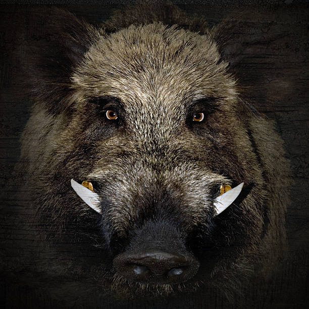 Boar Portrait Stock Photo - Download Image Now - Wild Boar, Animal Head,  Danger - iStock