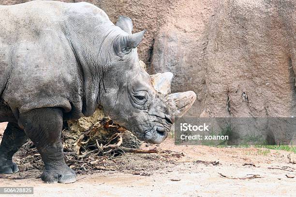 Nashorn Stockfoto und mehr Bilder von Afrika - Afrika, Bizarr, Einzelnes Tier