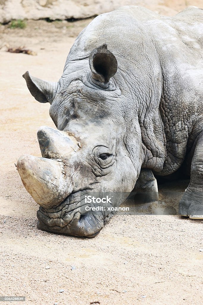 Rinoceronte - Foto de stock de Aire libre libre de derechos