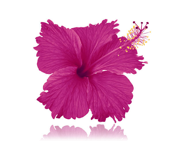istock Flowers isolated on white background 506430129