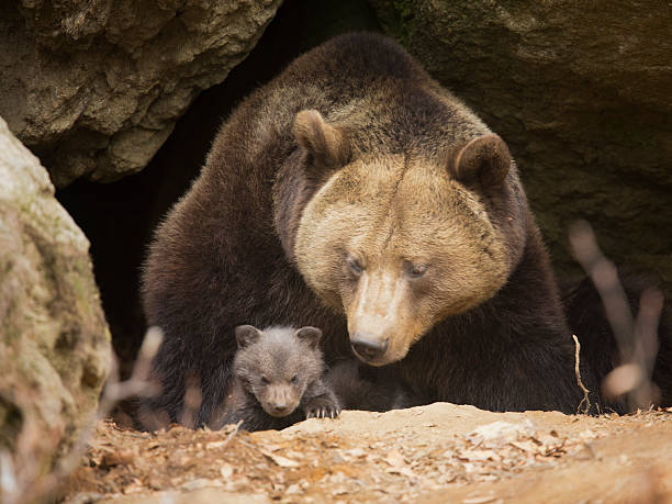 istock Brown bear family 506430287
