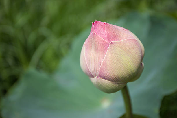 istock Beautiful Lotus blooming in swamp 506430617