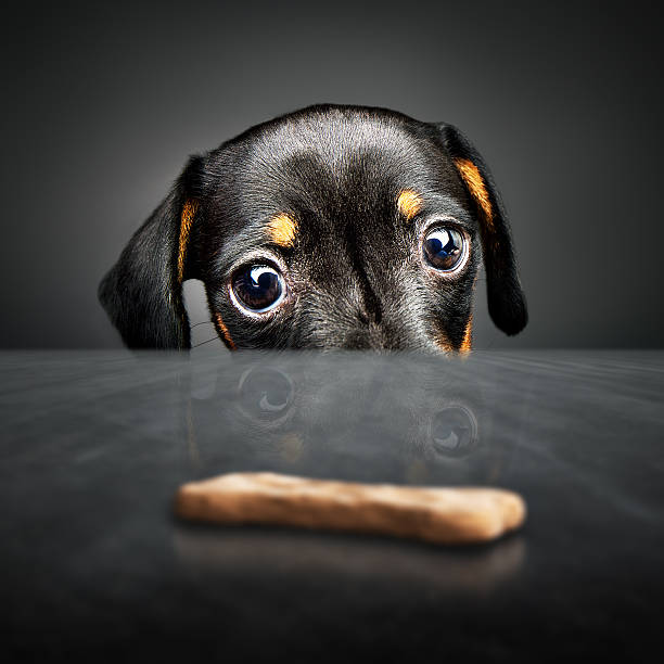 Puppy longing for a treat Dachshund puppy looking at a treat (out of reach) over a table desire stock pictures, royalty-free photos & images