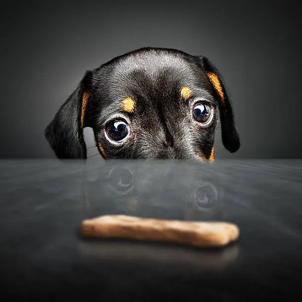Dachshund puppy looking at a treat (out of reach) over a table