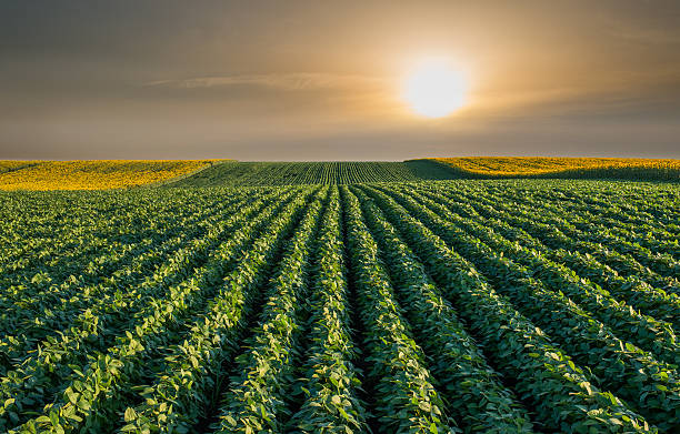 Soybean Field Soybean Field Rows in sunset soya bean stock pictures, royalty-free photos & images