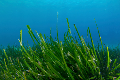 Green grass blue sea water